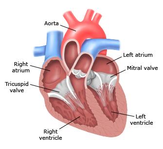 تاکی‌کاردی فوق بطنی - SVT